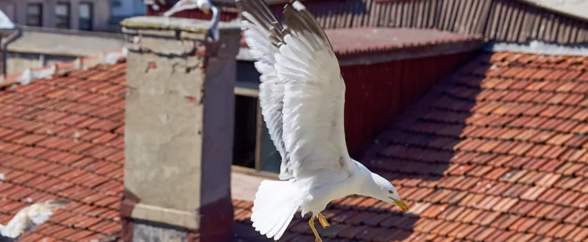 Residential Chimney Animal Removal Solution in El Monte, CA